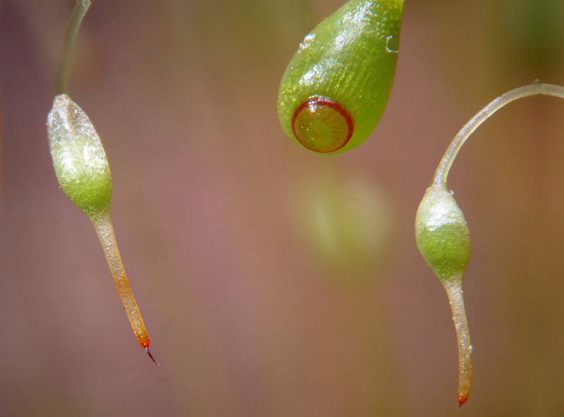 Funaria hygrometrica